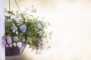 Esta primavera disfruta del balcón de tu casa. Plantas y flores. Blog mimo asesores inmobiliarios Donosti. www.inmomimo.com